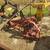 Case international 1300 9ft sickle bar mower 1 thumbnail