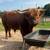 Registered highland bull 4 thumbnail