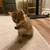 British Shorthair 4 thumbnail