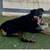 Dogs in need of a home asap 10 thumbnail