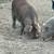 Kune Kune Female Hog 3 thumbnail