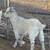 3 mini faiting goats 2 thumbnail