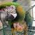 Male miligold macaw w/ cage 3 thumbnail
