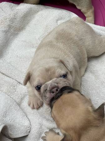 Cachorros Frenchie (Corpus Christi)63622370776449122