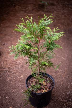 Arborvitae Trees – Privacy & Evergreen Beauty 1