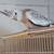 WF Pearl Cockatiels 5 thumbnail