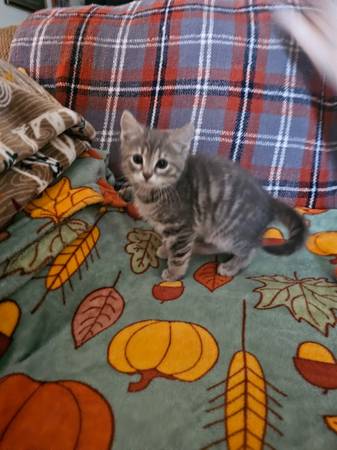 8 we old kittens (Middletown)63908215780099121