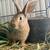 Rabbits 2 thumbnail
