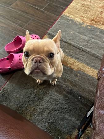 Bulldog francés perdido (Recompensa $$$)