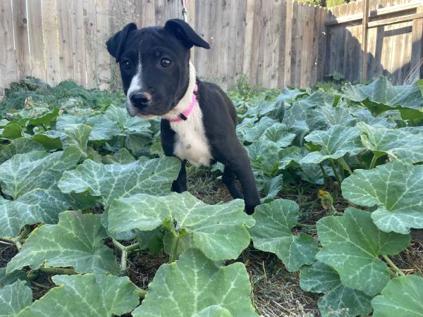 Border collie Pitbull puppy (gilroy)64017886531843122