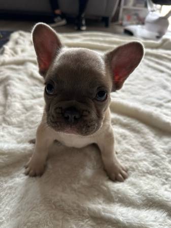 Male french bulldog puppy (Pico Rivera)63865302056065121