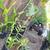Epidendrum Little Orchid 2 thumbnail