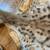 Animal fur Hyena Pelt 9 thumbnail