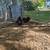 Trio of blue and black bantam Orpingtons chickens 5 thumbnail