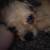 Pug/terrier mix 3 thumbnail