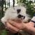 Bunnies - Holland Lop / Lionhead Mix - Rabbits 8 thumbnail