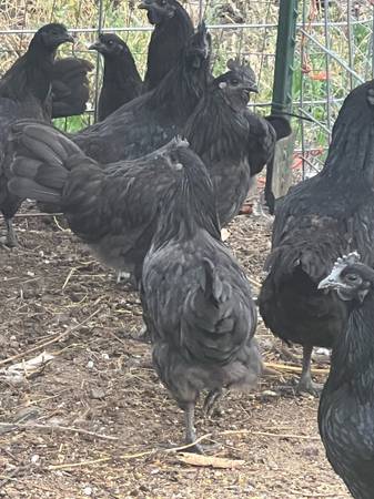 Ayam cemani rooster 1