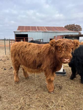 Scottish Highland Heifer 1