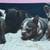 Rehoming French bulldog puppies 9 thumbnail