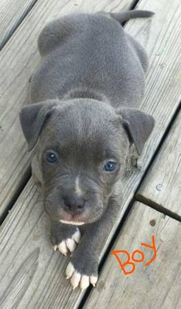 10 Weeks Old Pit Puppy 1