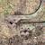 John deere orchard shanks 2.25 inch bar 1 thumbnail