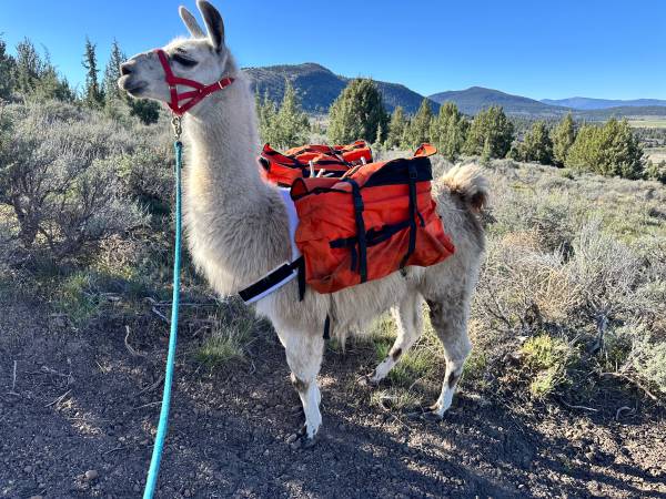 Llamas 1