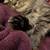 Kitten Adoption Event Oct 2nd 4 - 7 pm - @ The Black Cat 1 thumbnail