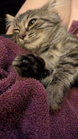 Kitten Adoption Event Oct 2nd 4 - 7 pm - @ The Black Cat (dublin / pleasanton / livermore)63909865769219120