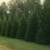 FAST GROWING We Plant! Leyland Cypress, Thuja Green Giants 4 thumbnail