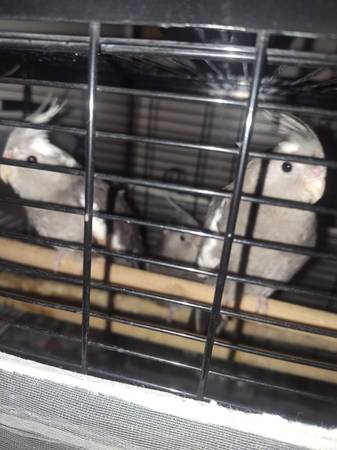 Cacatúas de venta 200$ cada una (Bronx ny)63875423280643121