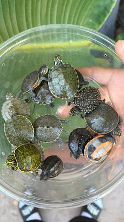 Turtles 1