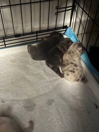 French bulldog (Cutler)63873027569281122