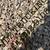 Gravel,Topsoil,Pea Gravel,Road Base,Red Fill,Sand,and Washed Rock etc 7 thumbnail