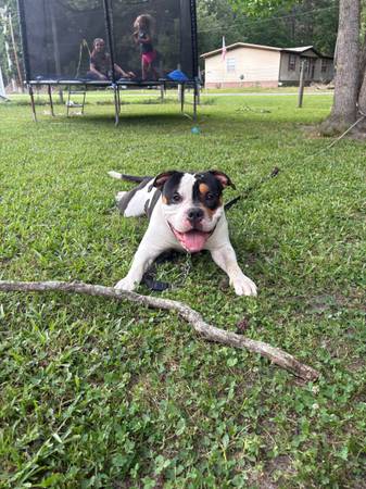 Macho XL Bully de 1 año (Hertford NC)63882942532227120