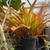 Orange Crush bromeliad 2 thumbnail