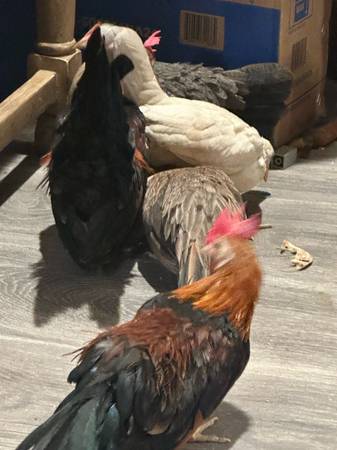 Rehoming de jóvenes gallos (Coachella)63439138386945121
