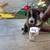 Rehoming puppies 5 thumbnail