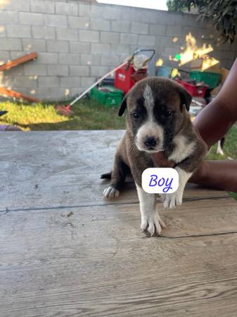 Rehoming puppies (Norwalk)63893600786178124