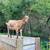 Dwarf dairy goat 4 thumbnail