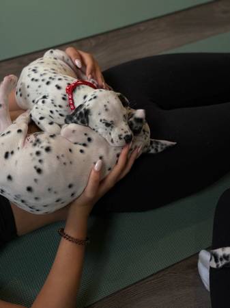 Dalmatian 1