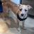 Cannot keep dogs looking for good home 2 thumbnail