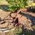 Lots of yard art and more 17 thumbnail