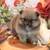 Pomeranian Pumpkins 16 thumbnail