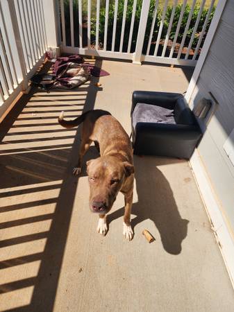 Found lost dog on Woodruff and Verdae 1