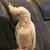 African Grey Parrot and Goffin Cockatoo rehoming 5 thumbnail
