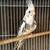 Cacatua macho 1 thumbnail