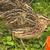 Free Coturnix Quail 3 thumbnail