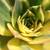 Plant --  Aeonium "Sunburst" 1 thumbnail