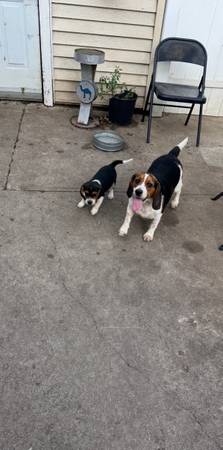 Beagle 1