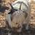 Fainting Goats, Tiny Mini Silkys 9 thumbnail